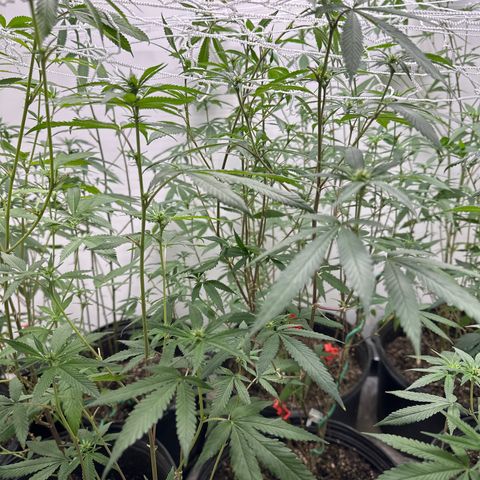 Gorrila nut #9 growlog timeline photo