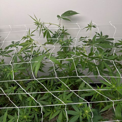 Gorrila nut #9 growlog timeline photo