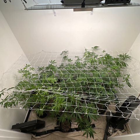 Gorrila nut #9 growlog timeline photo