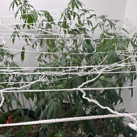 Gorrila nut #9 growlog timeline photo