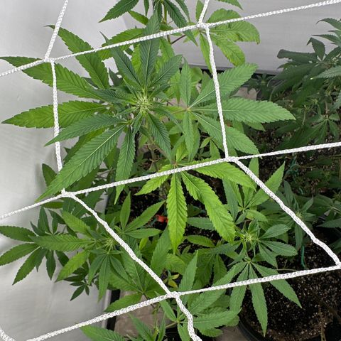 Gorrila nut #9 growlog timeline photo
