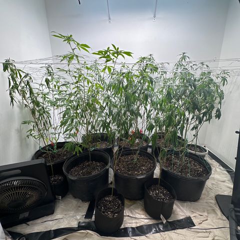 Gorrila nut #9 growlog timeline photo