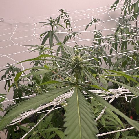 Gorrila nut #9 growlog timeline photo