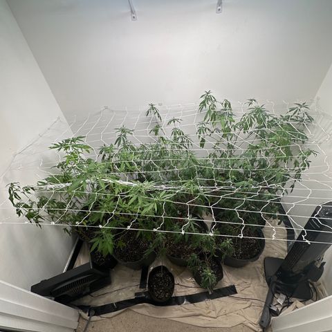 Gorrila nut #9 growlog timeline photo