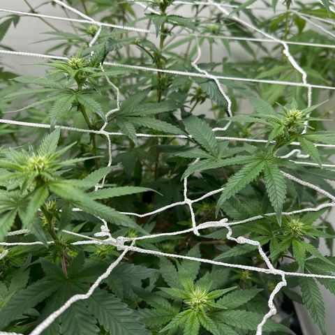 Gorrila nut #9 growlog timeline photo