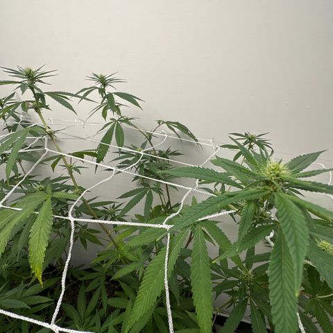 Gorrila nut #9 growlog timeline photo