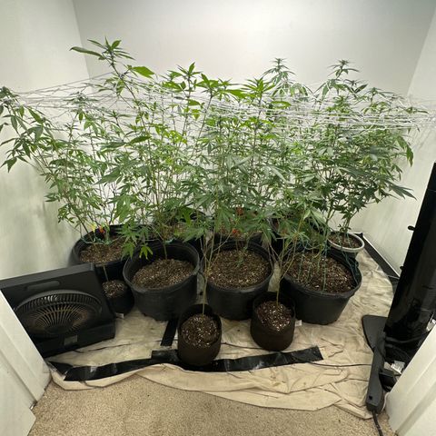 Gorrila nut #9 growlog timeline photo