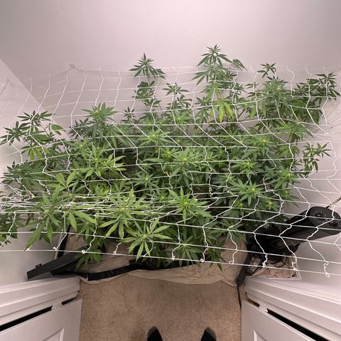 Gorrila nut #9 growlog timeline photo