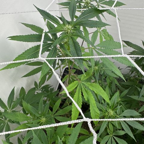Gorrila nut #9 growlog timeline photo