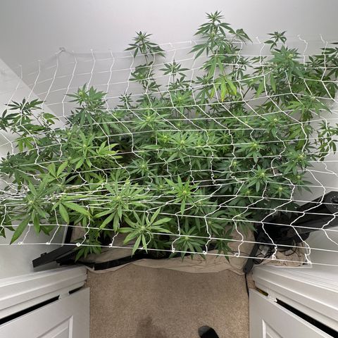 Gorrila nut #9 growlog timeline photo