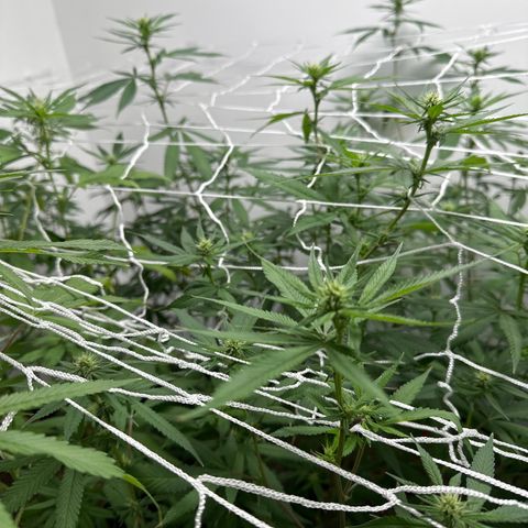 Gorrila nut #9 growlog timeline photo