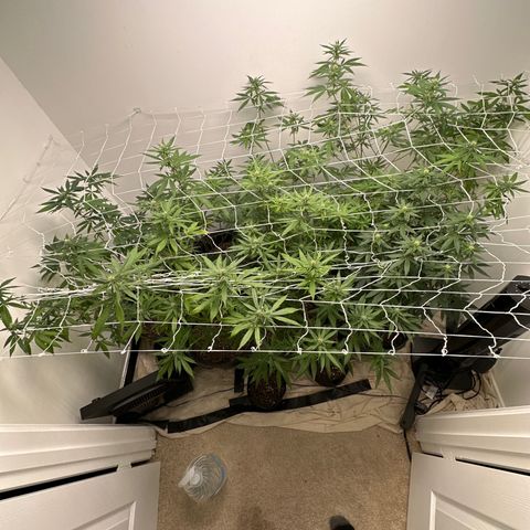 Gorrila nut #9 growlog timeline photo