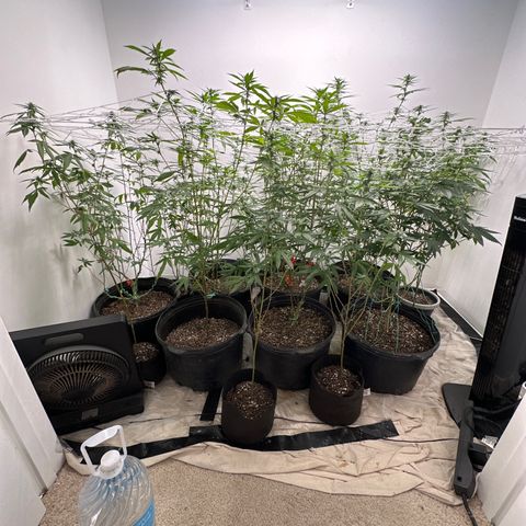 Gorrila nut #9 growlog timeline photo