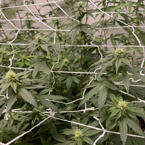 Gorrila nut #9 growlog timeline photo