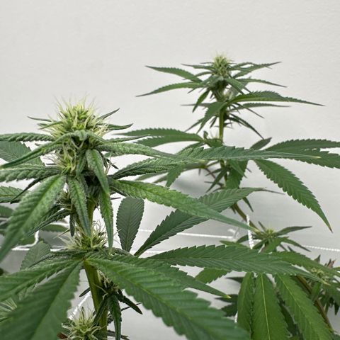 Gorrila nut #9 growlog timeline photo
