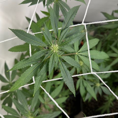Gorrila nut #9 growlog timeline photo