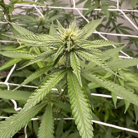 Gorrila nut #9 growlog timeline photo