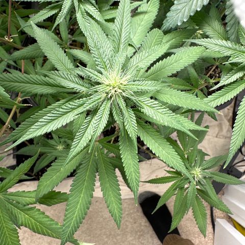 Gorrila nut #9 growlog timeline photo