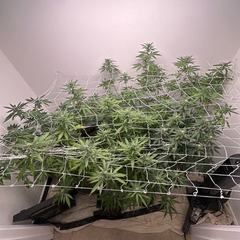 Gorrila nut #9 growlog timeline photo