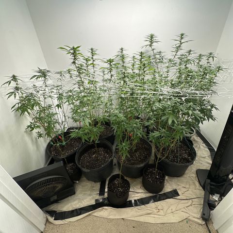 Gorrila nut #9 growlog timeline photo