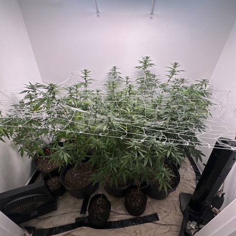 Gorrila nut #9 growlog timeline photo