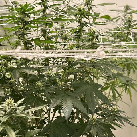 Gorrila nut #9 growlog timeline photo