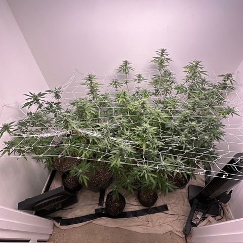 Gorrila nut #9 growlog timeline photo