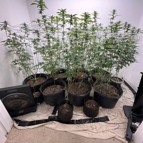 Gorrila nut #9 growlog timeline photo
