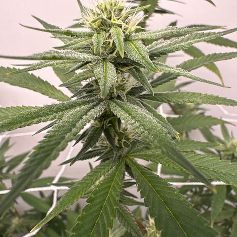 Gorrila nut #9 growlog timeline photo