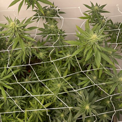 Gorrila nut #9 growlog timeline photo