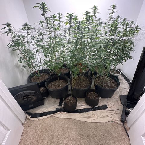 Gorrila nut #9 growlog timeline photo
