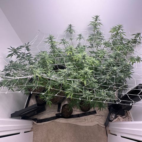 Gorrila nut #9 growlog timeline photo