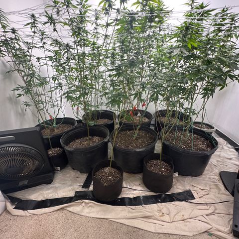 Gorrila nut #9 growlog timeline photo