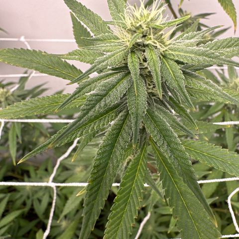Gorrila nut #9 growlog timeline photo