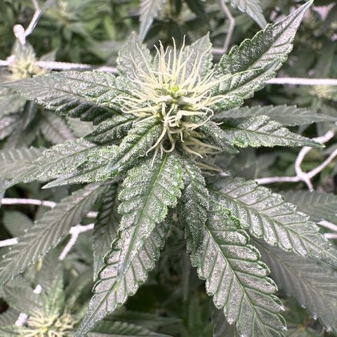 Gorrila nut #9 growlog timeline photo