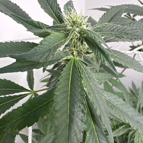 Gorrila nut #9 growlog timeline photo