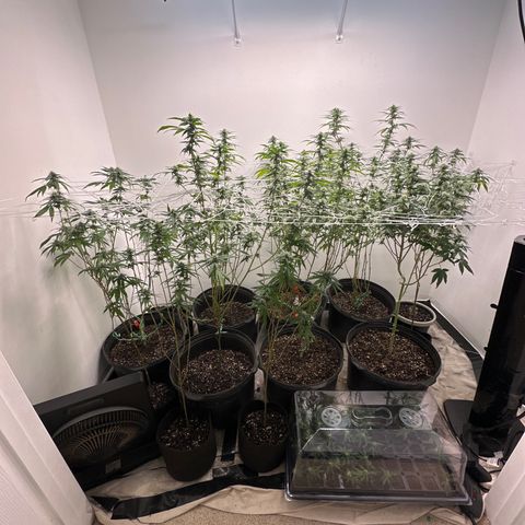 Gorrila nut #9 growlog timeline photo