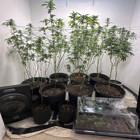 Gorrila nut #9 growlog timeline photo