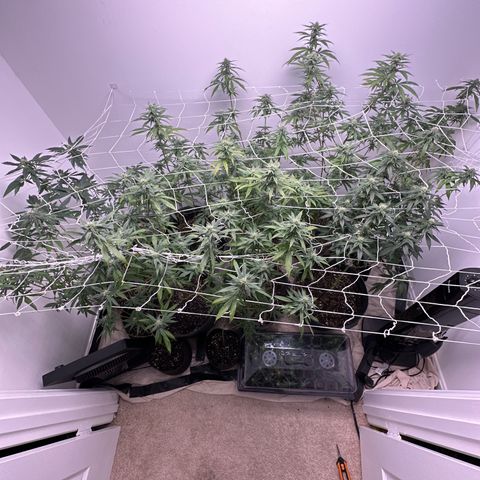 Gorrila nut #9 growlog timeline photo