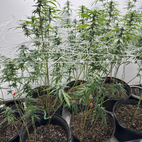 Gorrila nut #9 growlog timeline photo