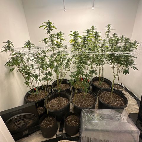 Gorrila nut #9 growlog timeline photo