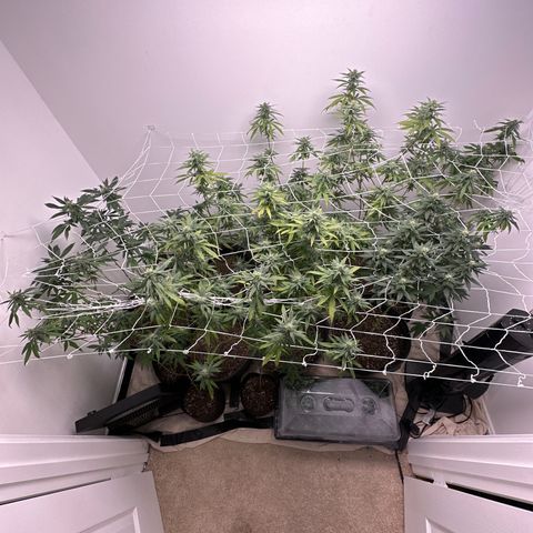 Gorrila nut #9 growlog timeline photo