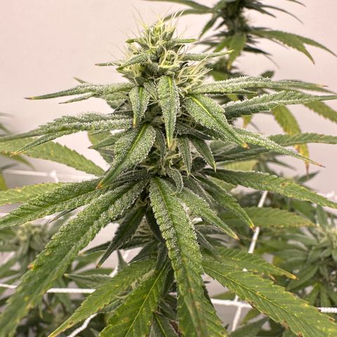 Gorrila nut #9 growlog timeline photo