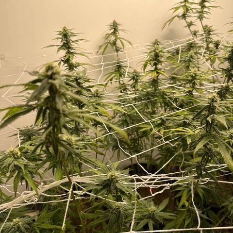 Gorrila nut #9 growlog timeline photo