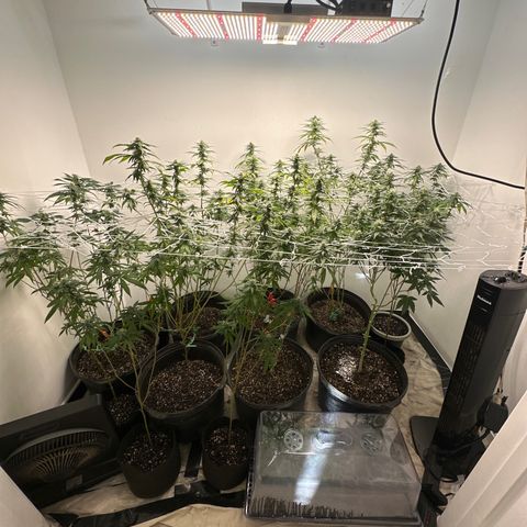 Gorrila nut #9 growlog timeline photo