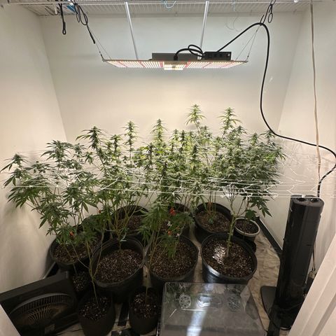 Gorrila nut #9 growlog timeline photo