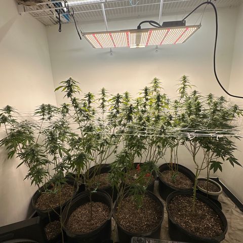 Gorrila nut #9 growlog timeline photo