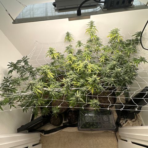 Gorrila nut #9 growlog timeline photo