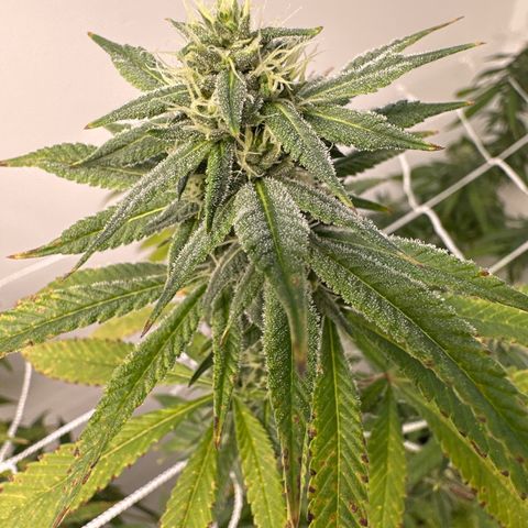 Gorrila nut #9 growlog timeline photo