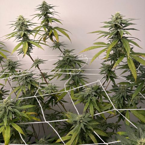 Gorrila nut #9 growlog timeline photo